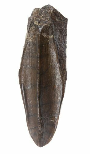 Edmontosaurus (Duck-Billed Dinosaur) Tooth #51040